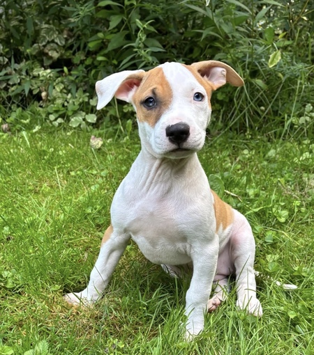 Entry image for Charlie. Clicking this image will show a larger photo