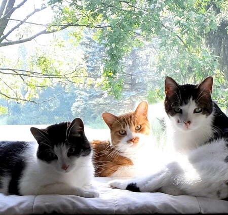 Entry image for Dexter, Hunter and Oliver. Clicking this image will show a larger photo