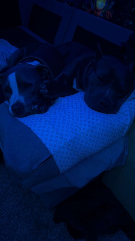 Entry image for Moose and Alpha . Clicking this image will show a larger photo