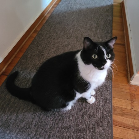 Entry image for Sylvester . Clicking this image will show a larger photo