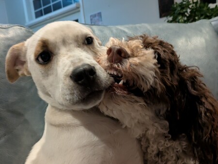 Entry image for Rachel and Peepo. Clicking this image will show a larger photo