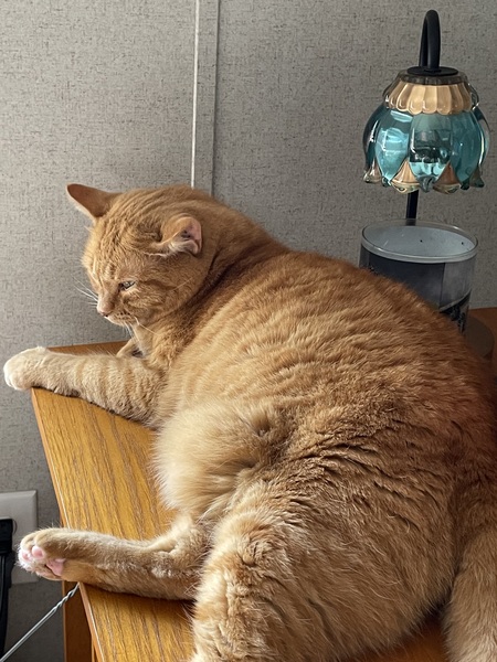 Entry image for Buddy. Clicking this image will show a larger photo