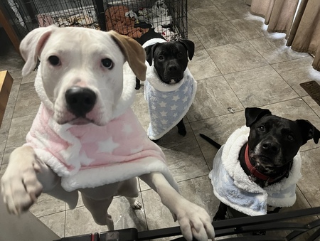 Entry image for Miley, Onyx, and Bruno. Clicking this image will show a larger photo