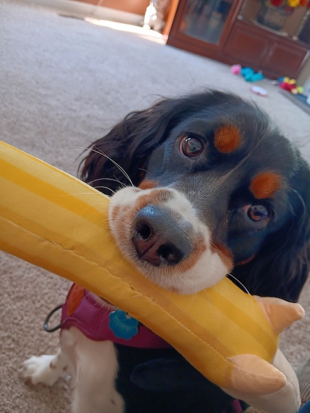 Entry image for Millie . Clicking this image will show a larger photo