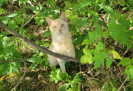 Entry image for Gerald . Clicking this image will show a larger photo