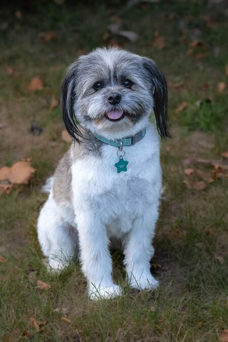Entry image for Bailey. Clicking this image will show a larger photo