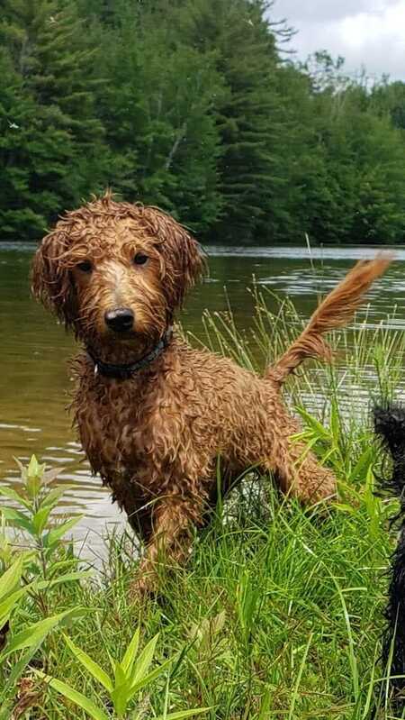Entry image for Fern. Clicking this image will show a larger photo