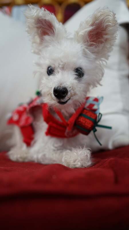 Entry image for Sparkles. Clicking this image will show a larger photo