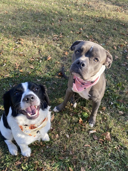 Entry image for Meeko and Molly. Clicking this image will show a larger photo