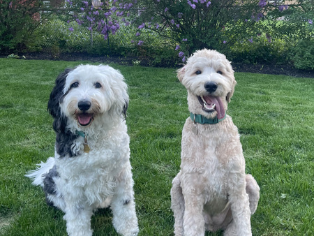 Entry image for Charlee Lou and Winston. Clicking this image will show a larger photo