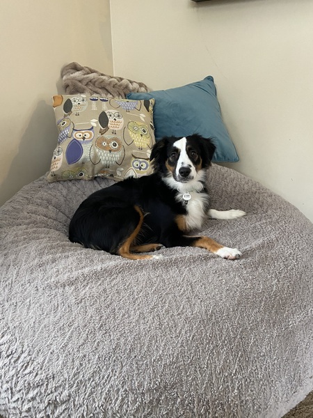Entry image for Cooper. Clicking this image will show a larger photo