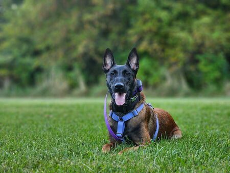 Entry image for Bronco. Clicking this image will show a larger photo