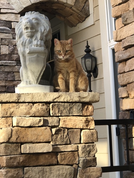 Entry image for Goldie . Clicking this image will show a larger photo