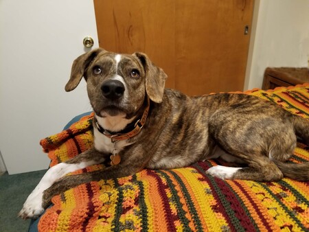 Entry image for Yogi. Clicking this image will show a larger photo
