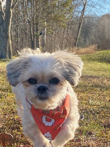Entry image for SADIE. Clicking this image will show a larger photo