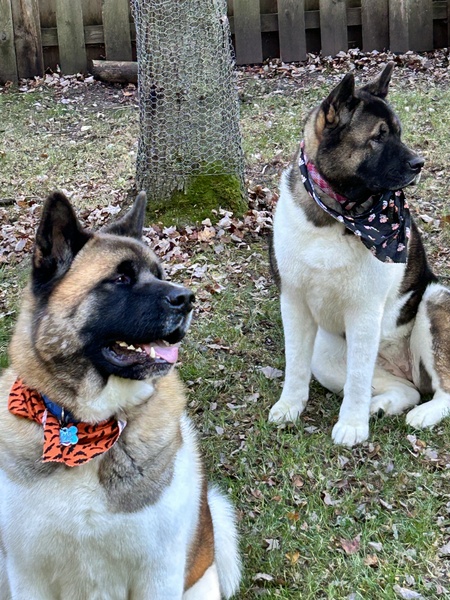 Entry image for Bailey and Coco. Clicking this image will show a larger photo