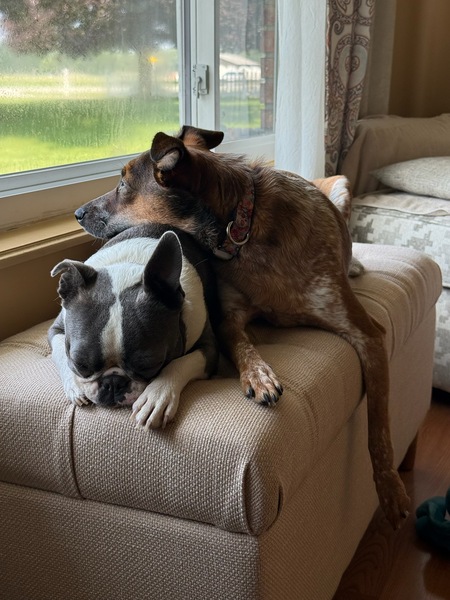 Entry image for Penny and Oliver . Clicking this image will show a larger photo