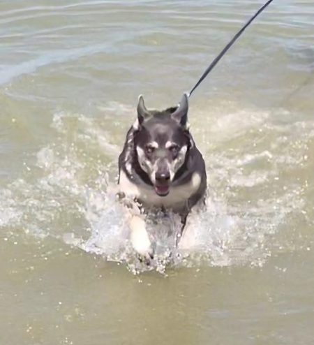 Entry image for Jackson. Clicking this image will show a larger photo