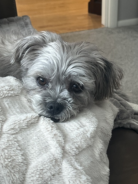 Entry image for Theo. Clicking this image will show a larger photo
