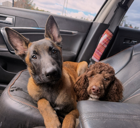 Entry image for Meeka & Harper. Clicking this image will show a larger photo