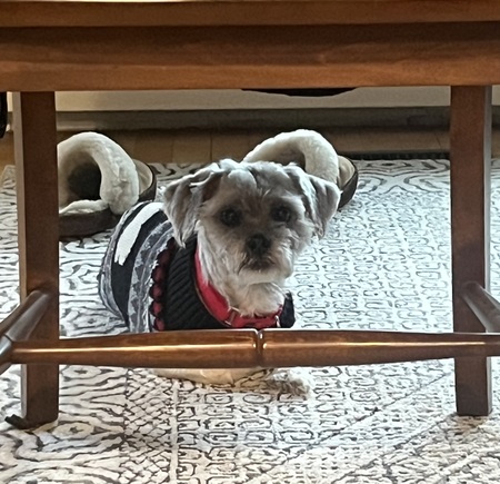 Entry image for Geno. Clicking this image will show a larger photo