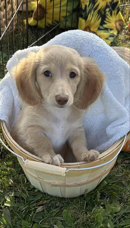 Entry image for Finley. Clicking this image will show a larger photo