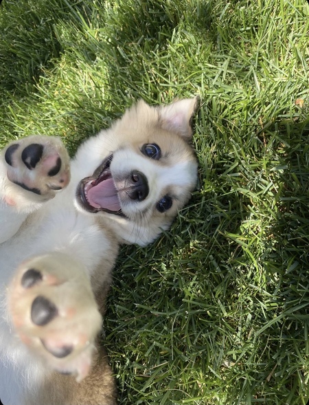 Entry image for Koda. Clicking this image will show a larger photo