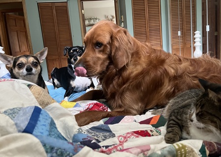 Entry image for Trixie, Rico, Grover, Rodney (left to right). Clicking this image will show a larger photo