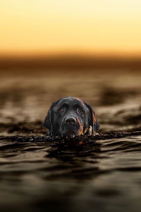 Entry image for Remi. Clicking this image will show a larger photo