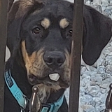 Entry image for Maverick