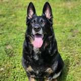 Entry image for Kimber