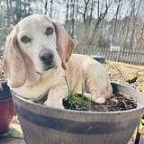 Entry image for Garrett 