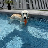 Entry image for Benelli 