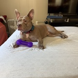 Entry image for Noel