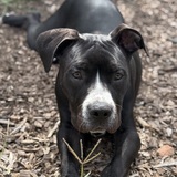 Entry image for Alfalfa