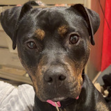 Entry image for Coco fka Aspen