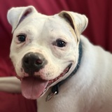 Entry image for Rock aka Mr.Potato