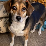 Entry image for Phoebe