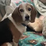 Entry image for Finn