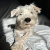 Entry image for Piper