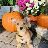 Entry image for Dougie