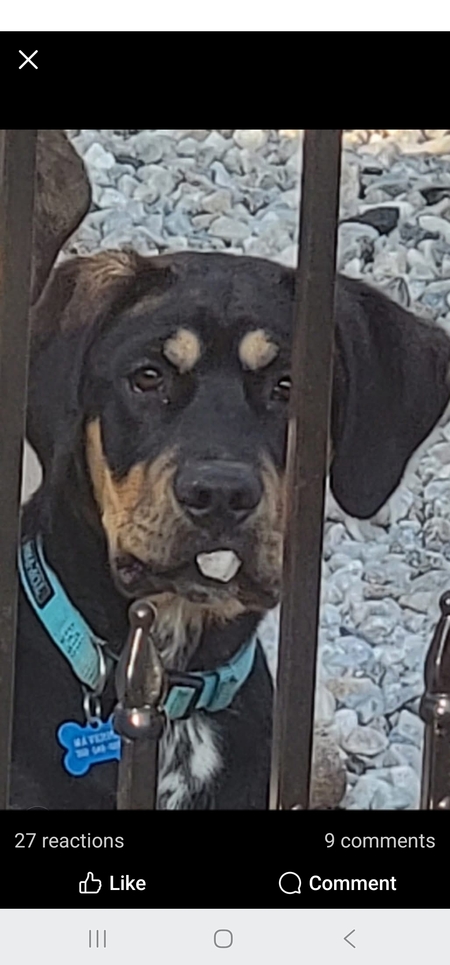 Entry image for Maverick. Clicking this image will show a larger photo