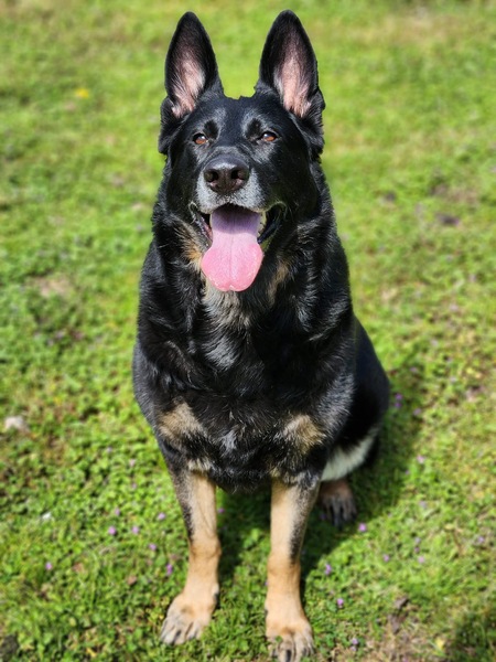 Entry image for Kimber. Clicking this image will show a larger photo