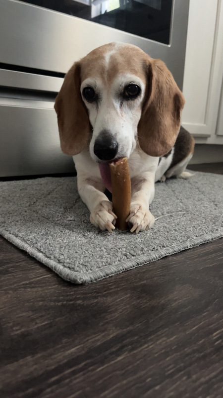 Entry image for Fern. Clicking this image will show a larger photo