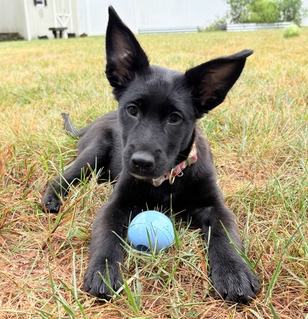 Entry image for Betty (fka Harlow). Clicking this image will show a larger photo