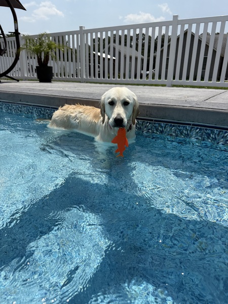 Entry image for Benelli . Clicking this image will show a larger photo