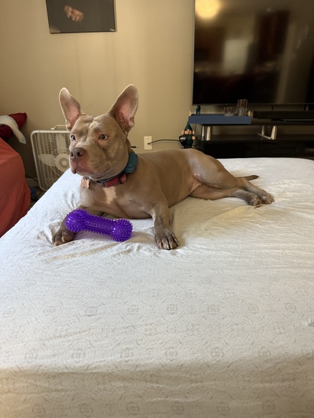 Entry image for Noel. Clicking this image will show a larger photo