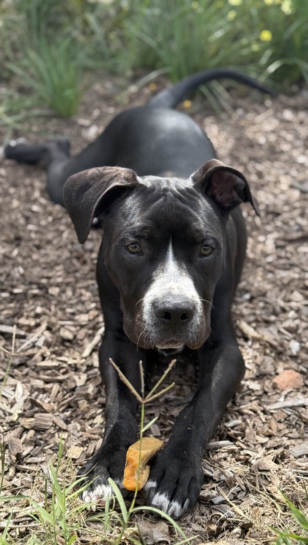 Entry image for Alfalfa. Clicking this image will show a larger photo