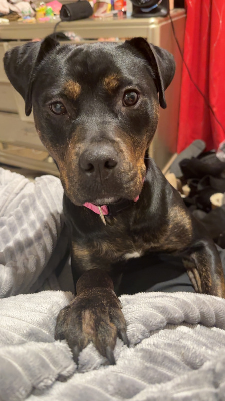 Entry image for Coco fka Aspen. Clicking this image will show a larger photo