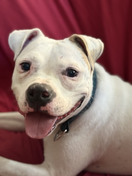 Entry image for Rock aka Mr.Potato. Clicking this image will show a larger photo